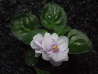 Фиалка Cupid's Jewel
