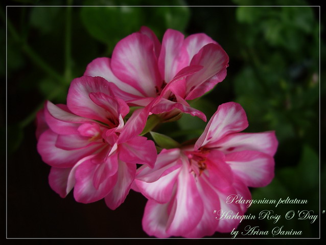  Harlequin Rosy O'Day 