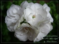 Пеларгония White Sybil