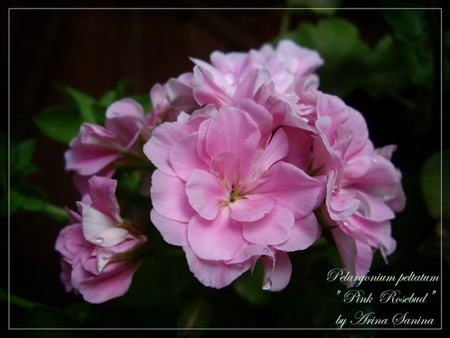  Pink Rosebud 