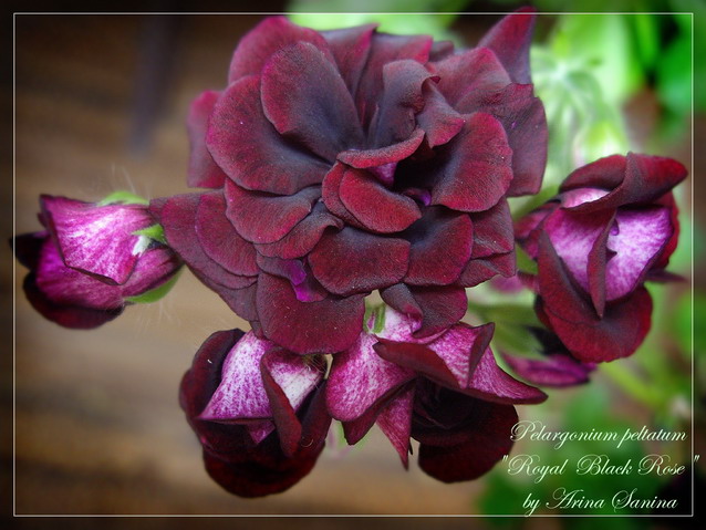  Royal Black Rose 