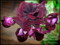  Royal Black Rose