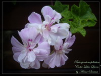 Пеларгония Cotta Lilac Queen