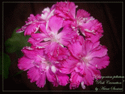 Пеларгония Pink Carnation