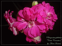 Пеларгония Cerise Carnation