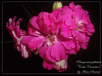  Cerise Carnation