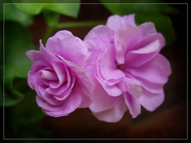  PAC Lilac Rose 