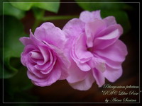  PAC Lilac Rose