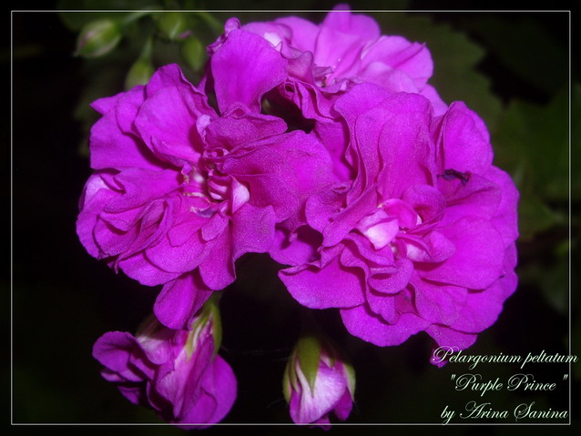 Пеларгония Purple Prince 