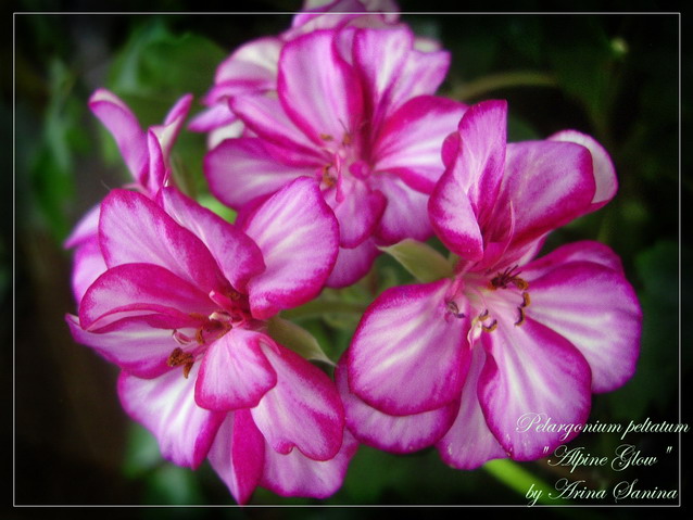  Harlequin Alpine Glow 