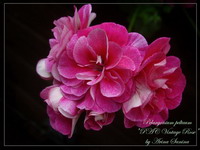 Пеларгония PAC Vintage Rose
