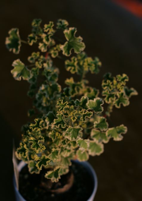  P. crispum variegatum 
