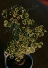  P. crispum variegatum