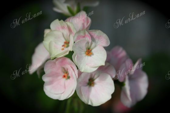  Black Velvet Appleblossom 