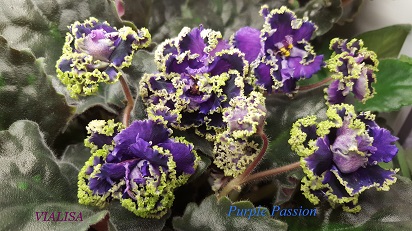  Purple Passion 