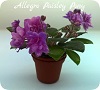 Фиалка Allegro Paisley Pony