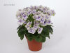 Фиалка Jolly Orchid
