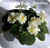 Фиалка Kentucky Baby Sunshine