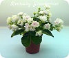 Фиалка Kentucky Gooseberries
