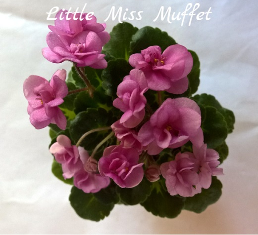  Little Miss Muffet 