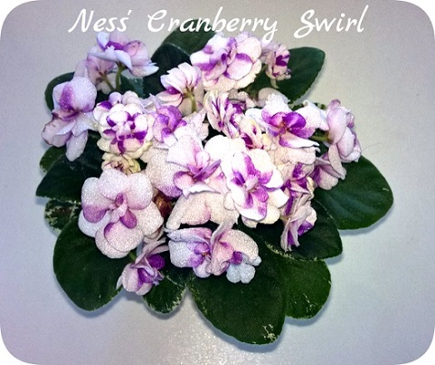 Ness' Cranberry Swirl 