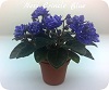 Фиалка Ness' Crincle Blue