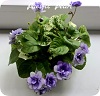 Фиалка Pacific Pearl