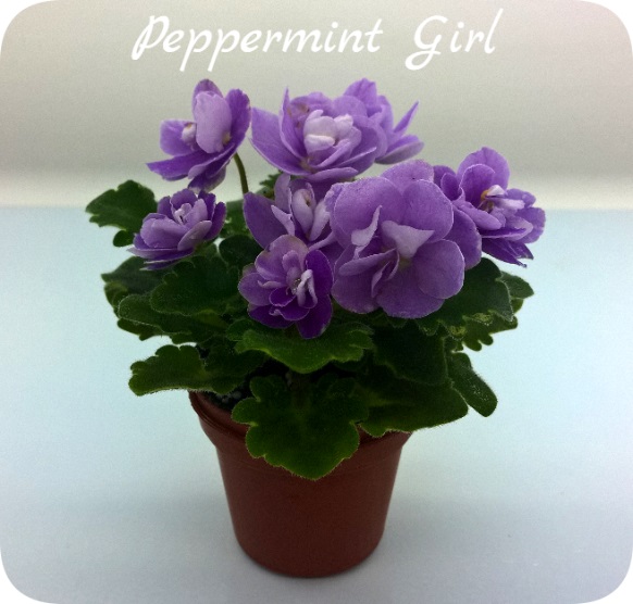  Peppermint Girl 