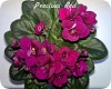 Фиалка Precious Red