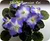 Фиалка Shirl's Hawaian Lei