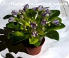 Фиалка Н-Аватар химерный спорт