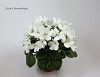 Фиалка Alan's Snowdrops