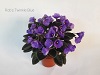 Фиалка Rob`s Twinkle Blue
