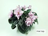 Фиалка Pink Tulip