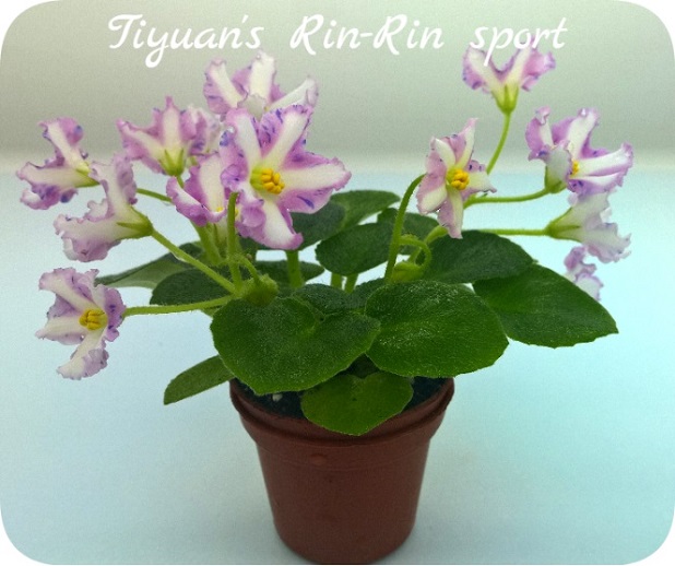  Tiyuan's Rin-Rin sport 