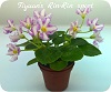Фиалка Tiyuan's Rin-Rin sport