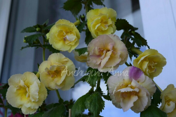  Yellow English Rose 