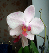 Орхидея Фаленопсис