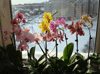 Орхидея Фаленопсисы