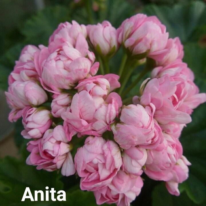  Anita 