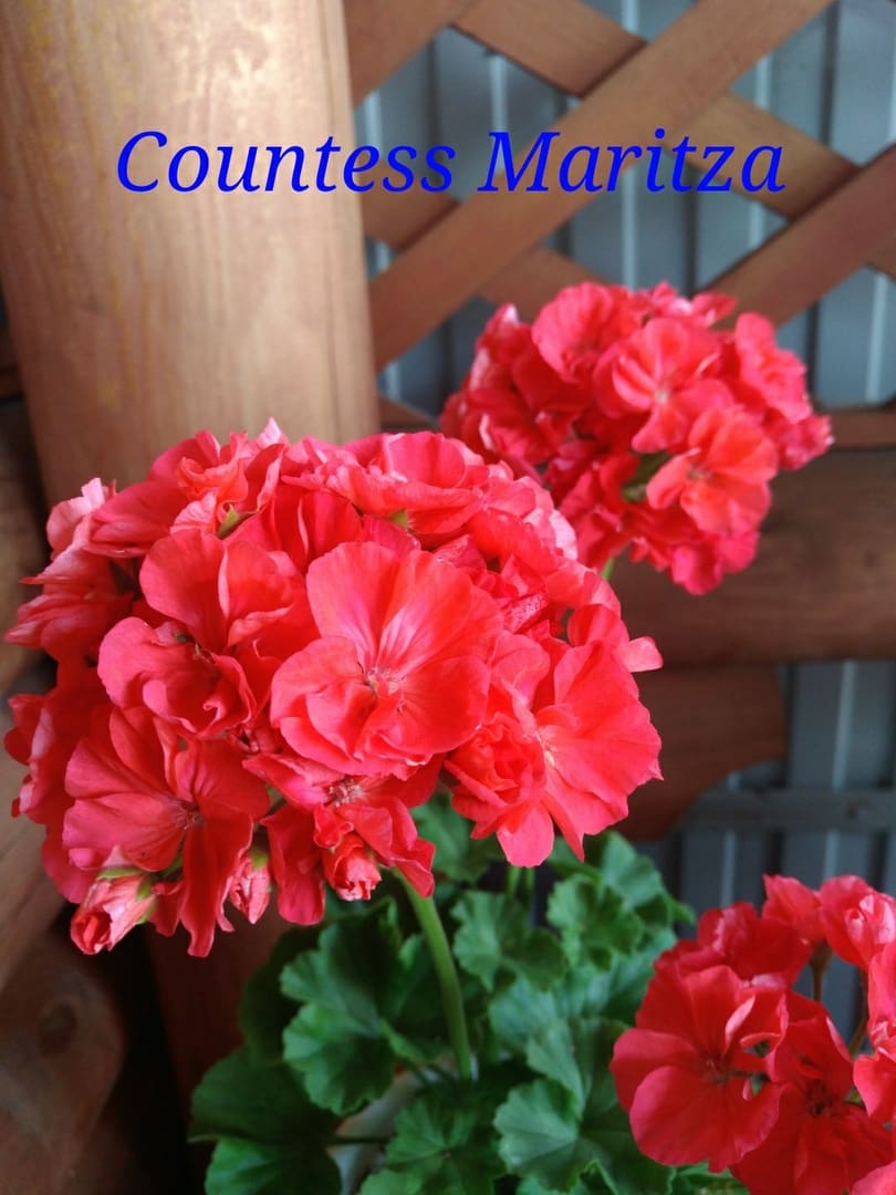  Countess Maritza 