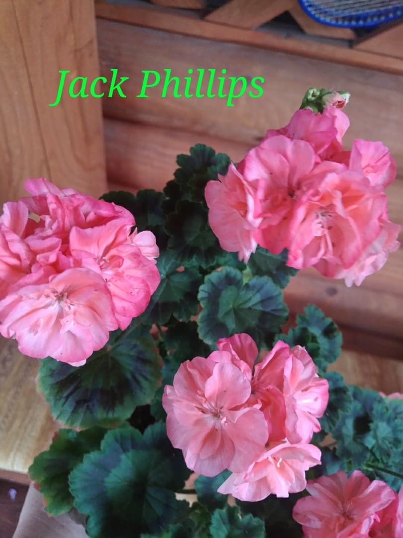  Jack Phillips 