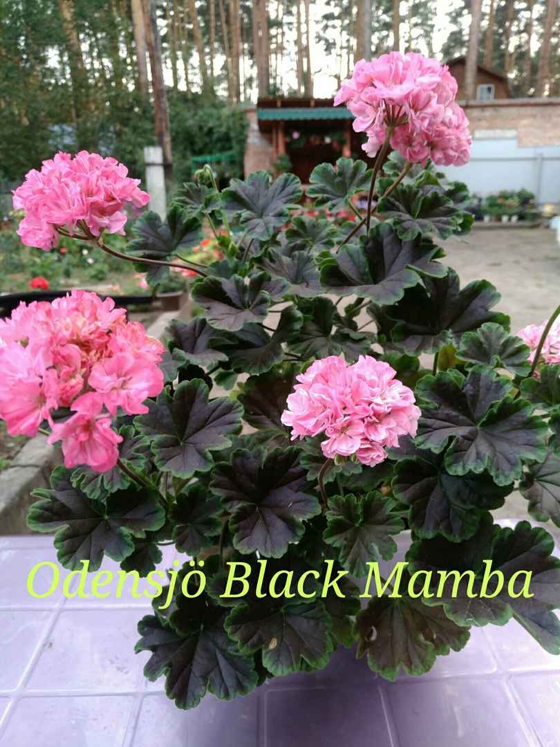  Odensjo Black Mamba 