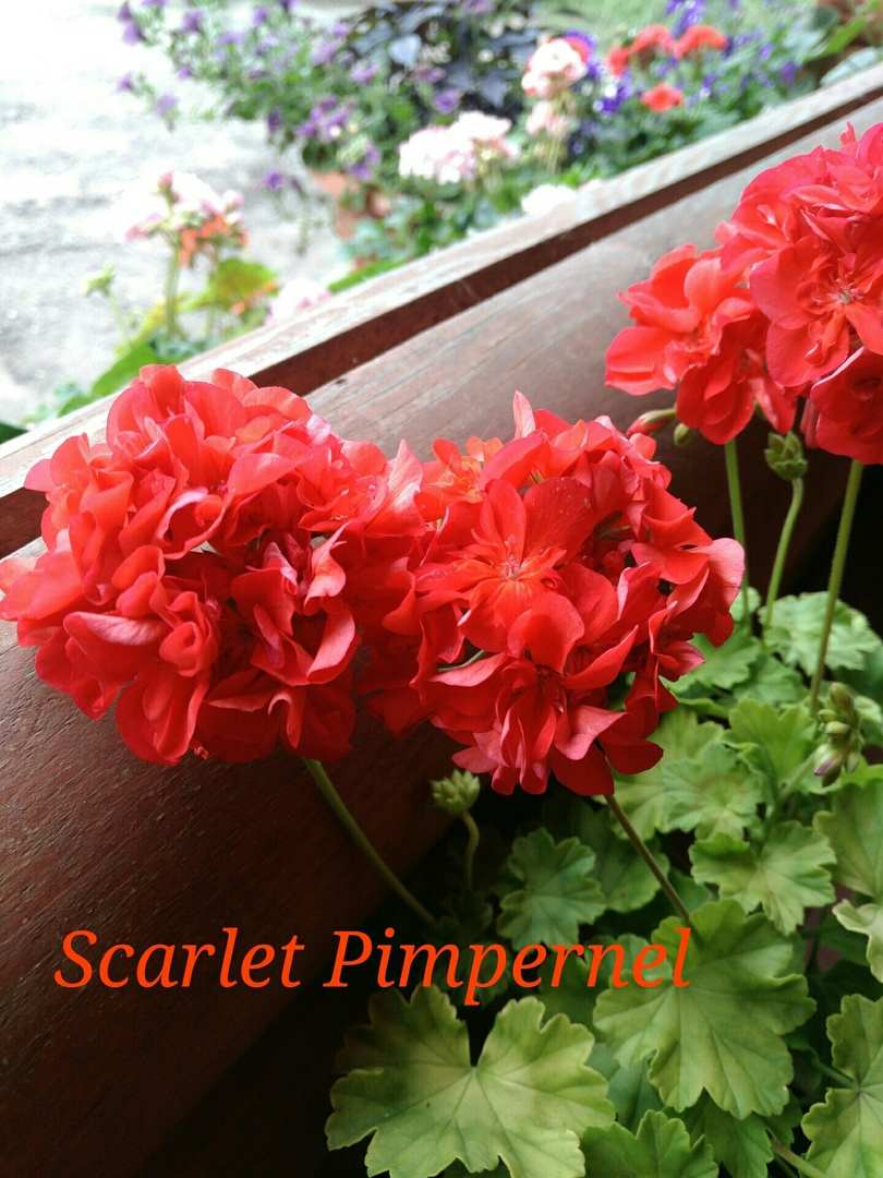  Scarlet Pimpernel 