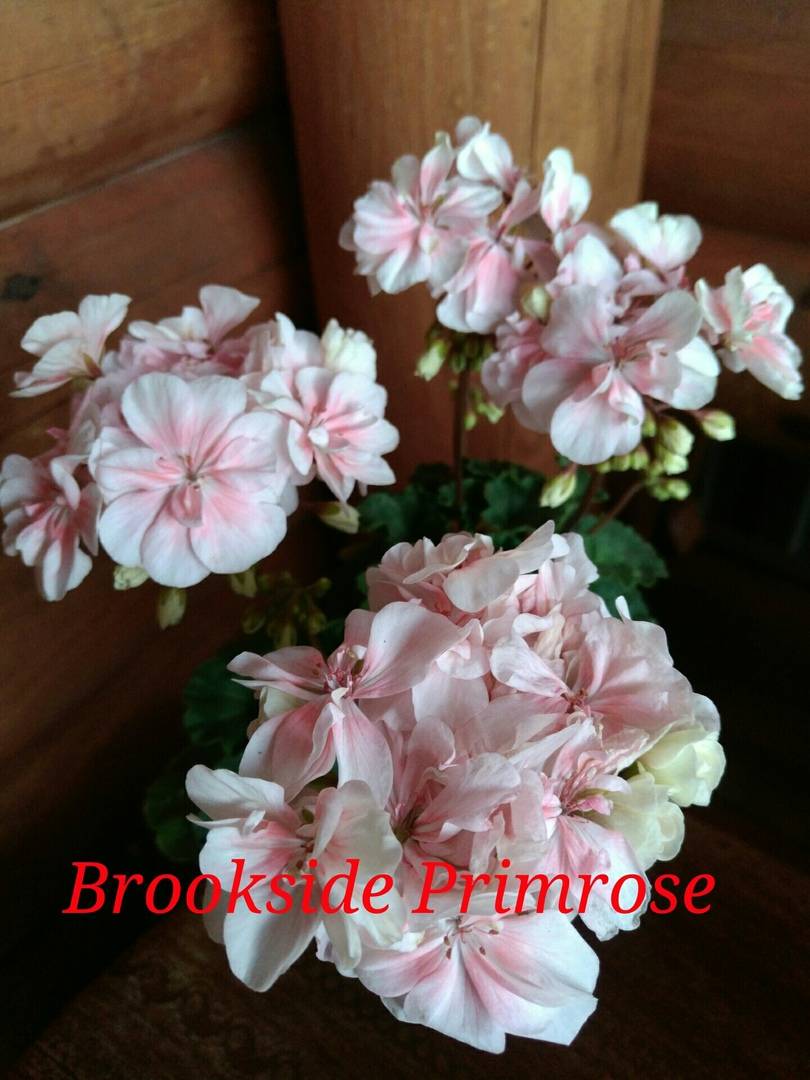  Brookside Primrose 