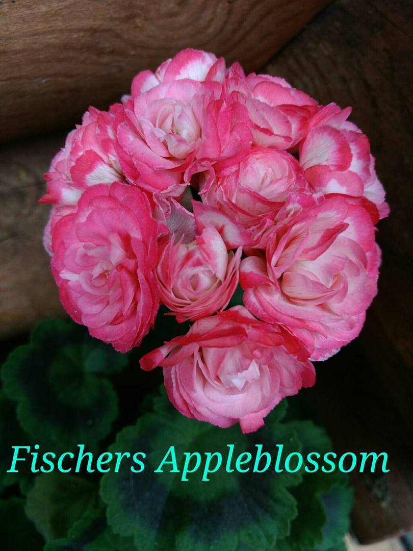  Fischers Appleblossom 