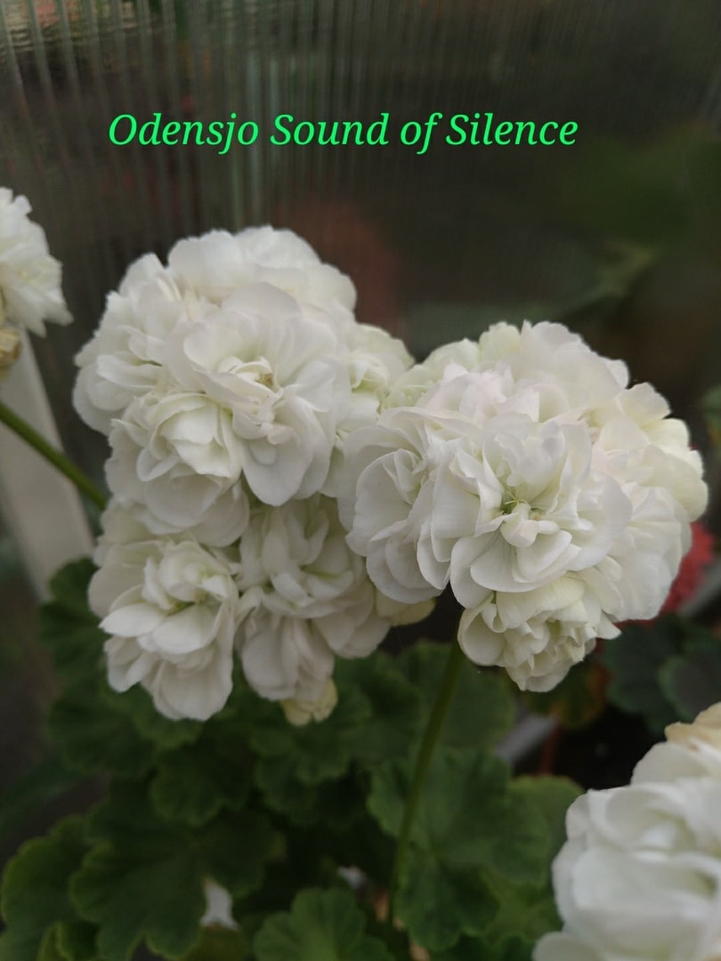  Odensjö Sound of Silence 