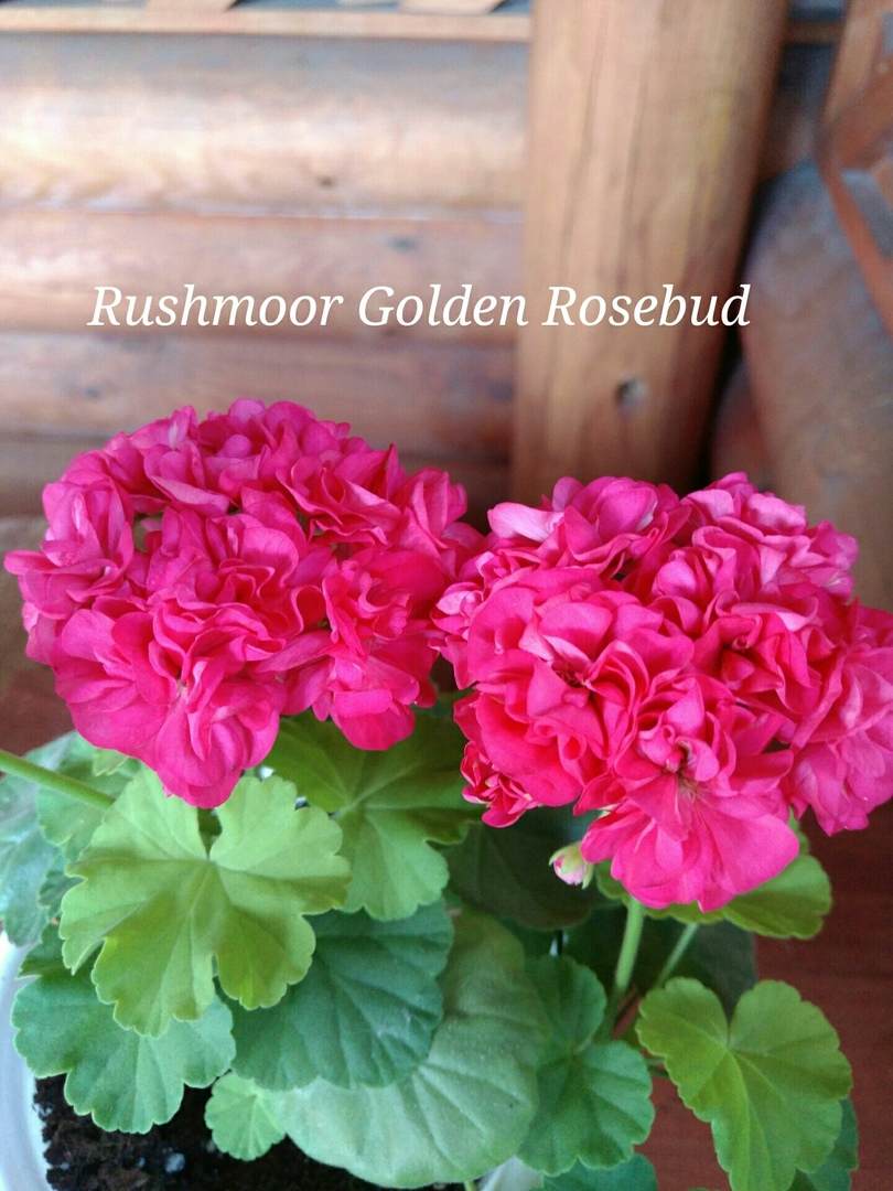  Rushmoor Golden Rosebud 