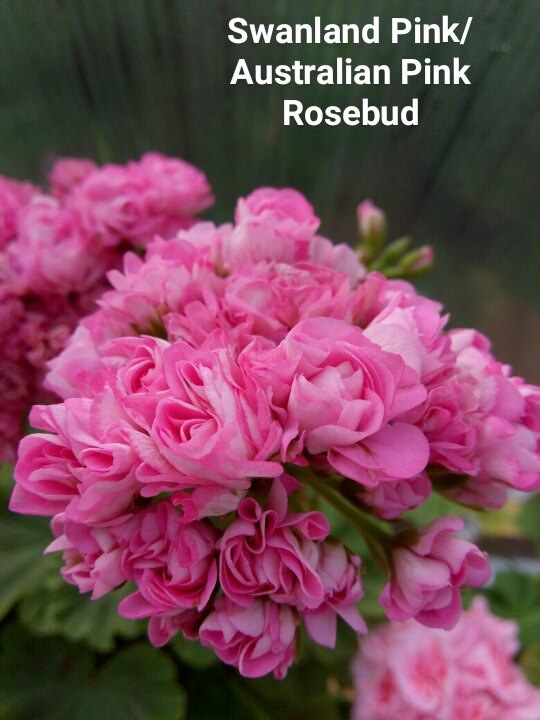  Swanland Pink/Australien Pink Rosebud 
