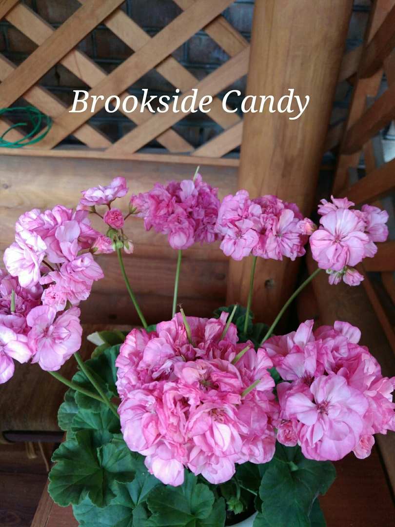  Brookside Candy 